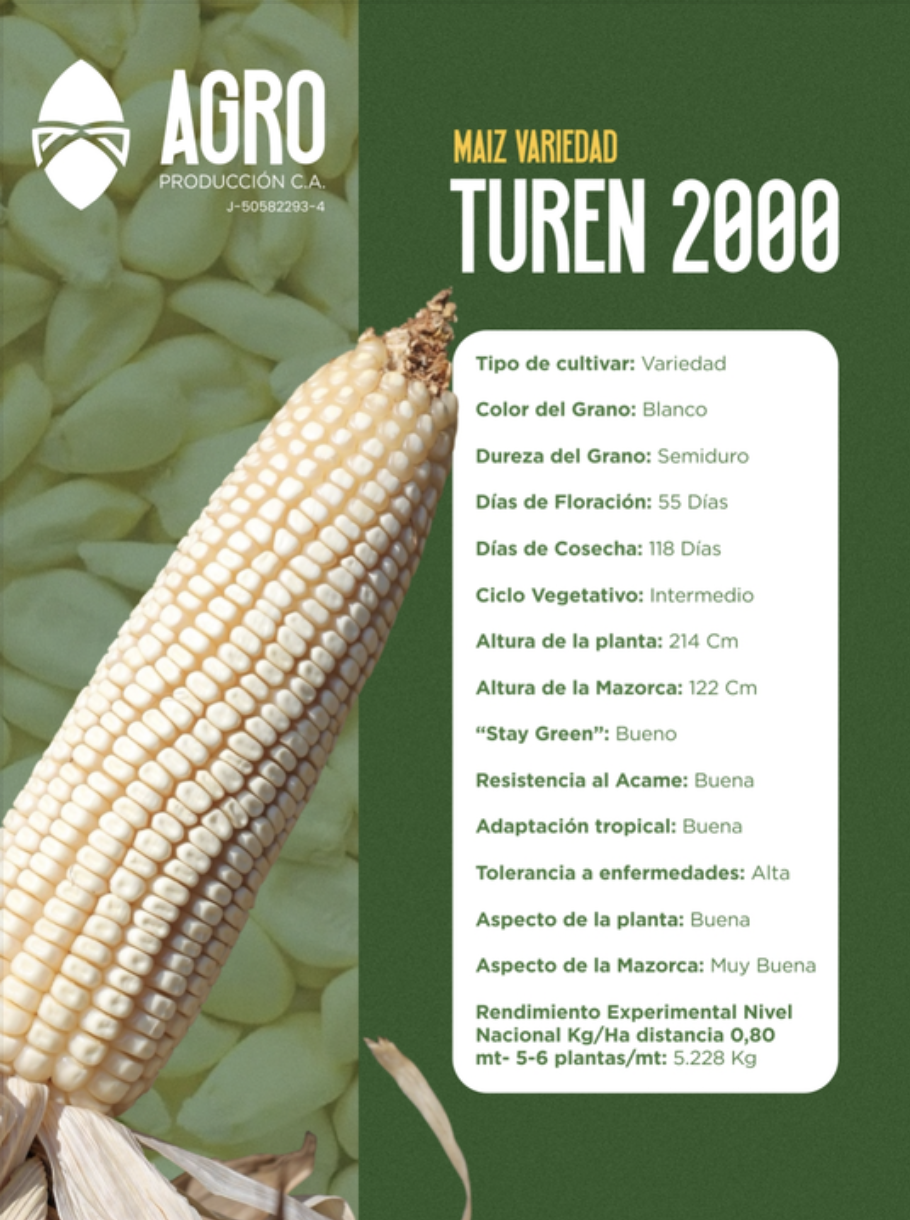 Maíz variedad Turén 2000