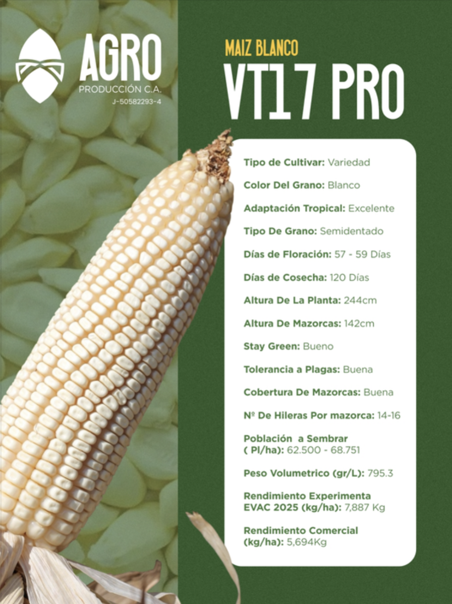 Maíz blanco VT17 PRO