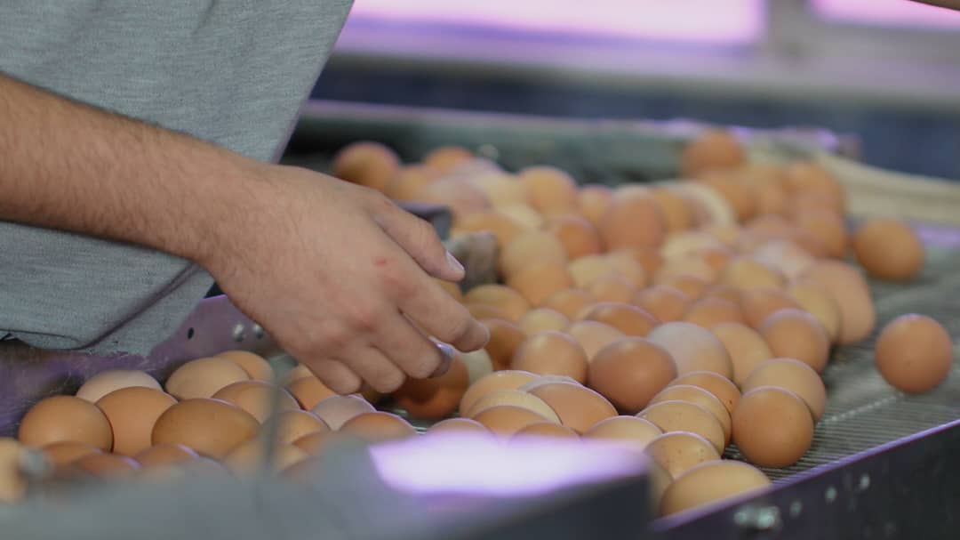 Producción de huevos